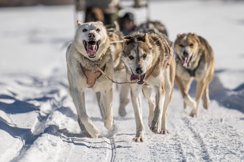 Colorado Dog Sledding - 2024-12-12-12-41-16-000-erjy6