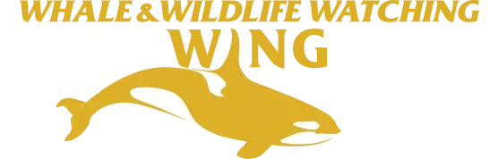 Eagle Wing Tours
