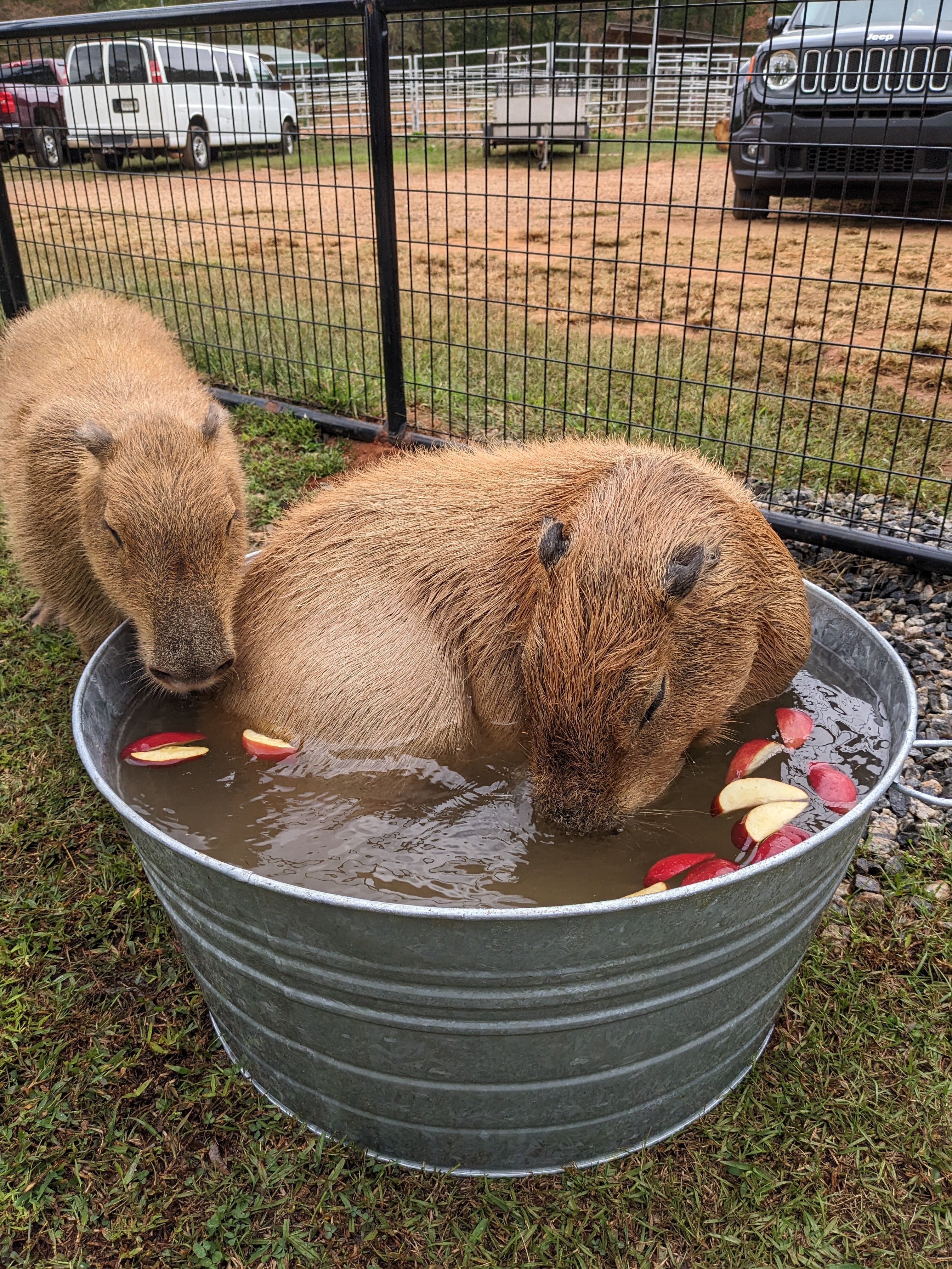 North Georgia Wildlife Park & Safari