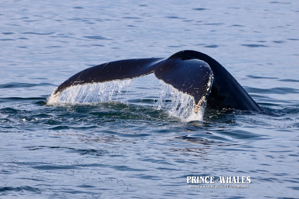 Prince of Whales Whale Watching - Vancouver - 2025-10-29-16-44-36-400-ebwtn (2)