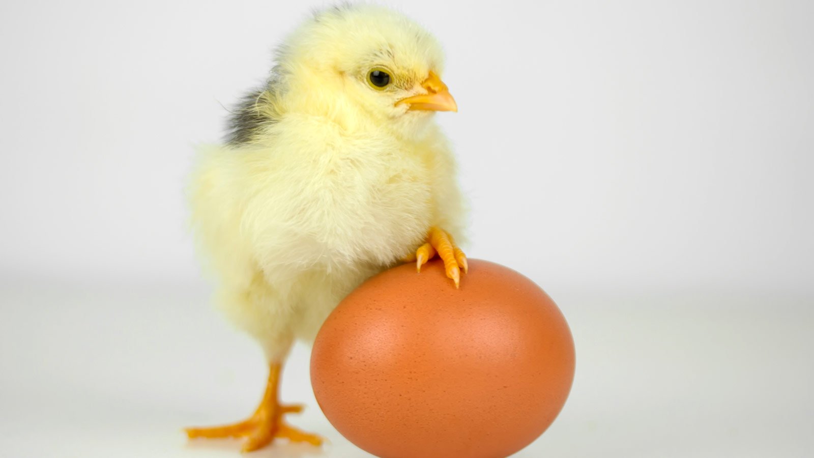 chicken tour or marketing egg
